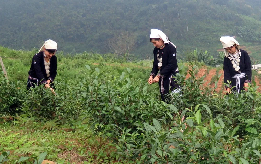Tuyên Quang phát triển thương hiệu chè Shan Tuyết